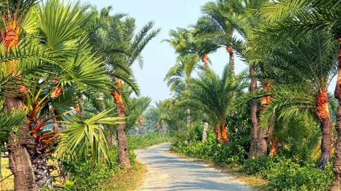 যশোরের খেজুর গুড়ে বদলে যাচ্ছে গ্রামীণ অর্থনীতি, মৌসুমে বিক্রি ১৫০ কোটি টাকা